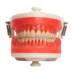 manequim-top-dentistica-pd100-pronew-14500.jpg