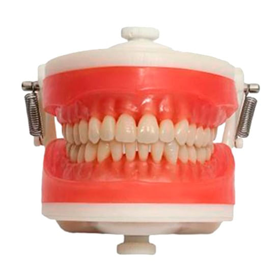 manequim-top-dentistica-pd100-pronew-14500.jpg