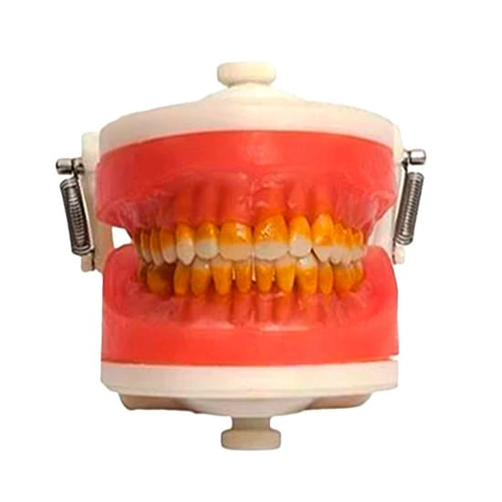 manequim-de-cirurgia-com-dentes-de-periodontia-pronew-21103a-1 -1-.jpg